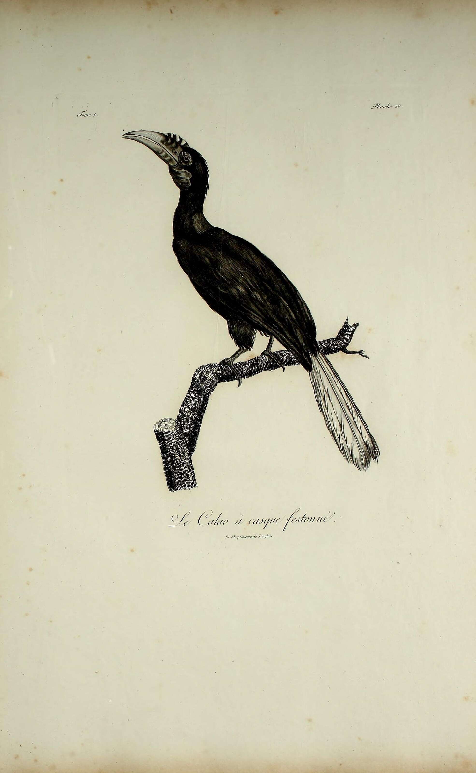 Rhyticeros undulatus (Shaw 1812) resmi