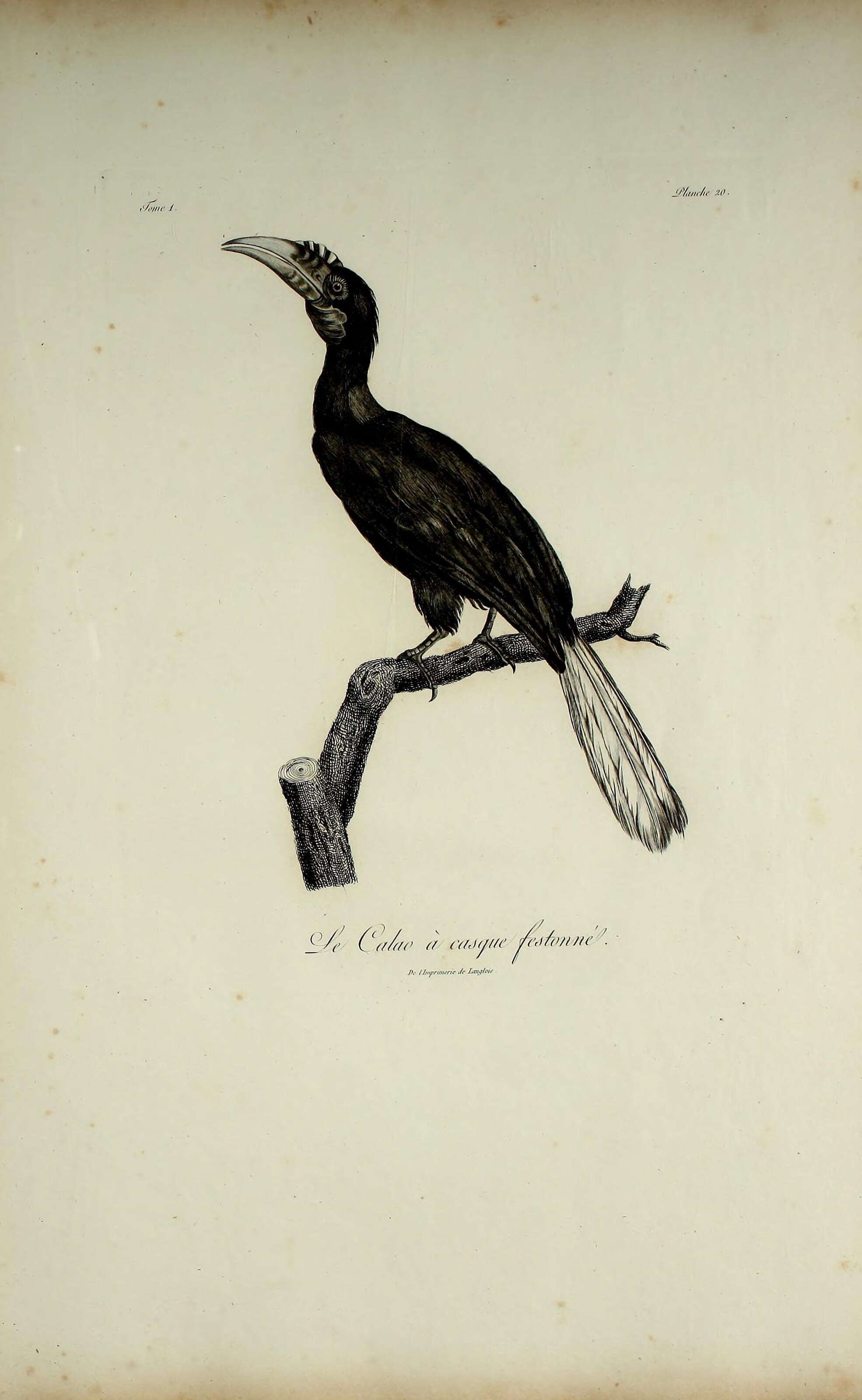 Image of Wreathed Hornbill