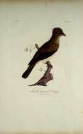 Image of Phoenicircus Swainson 1832