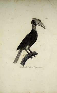 Image of Rhinoplax Gloger 1841