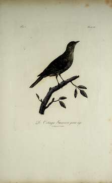 Image of Plum-throated Cotinga