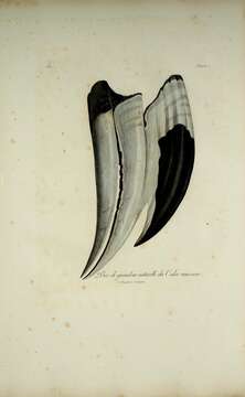 Image of Malabar Pied Hornbill