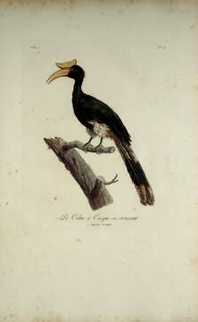 Image of Black Hornbill