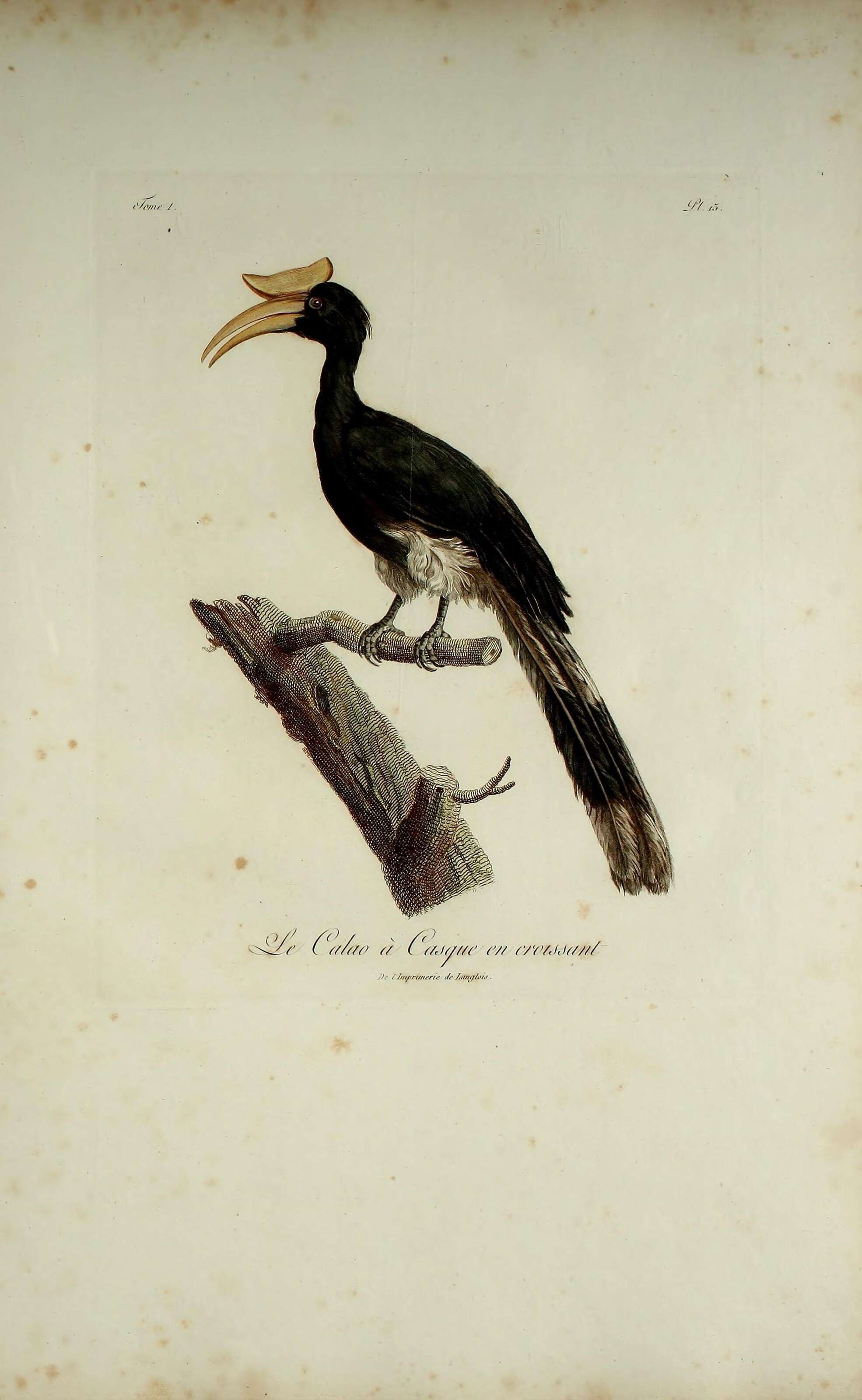 Image of Black Hornbill
