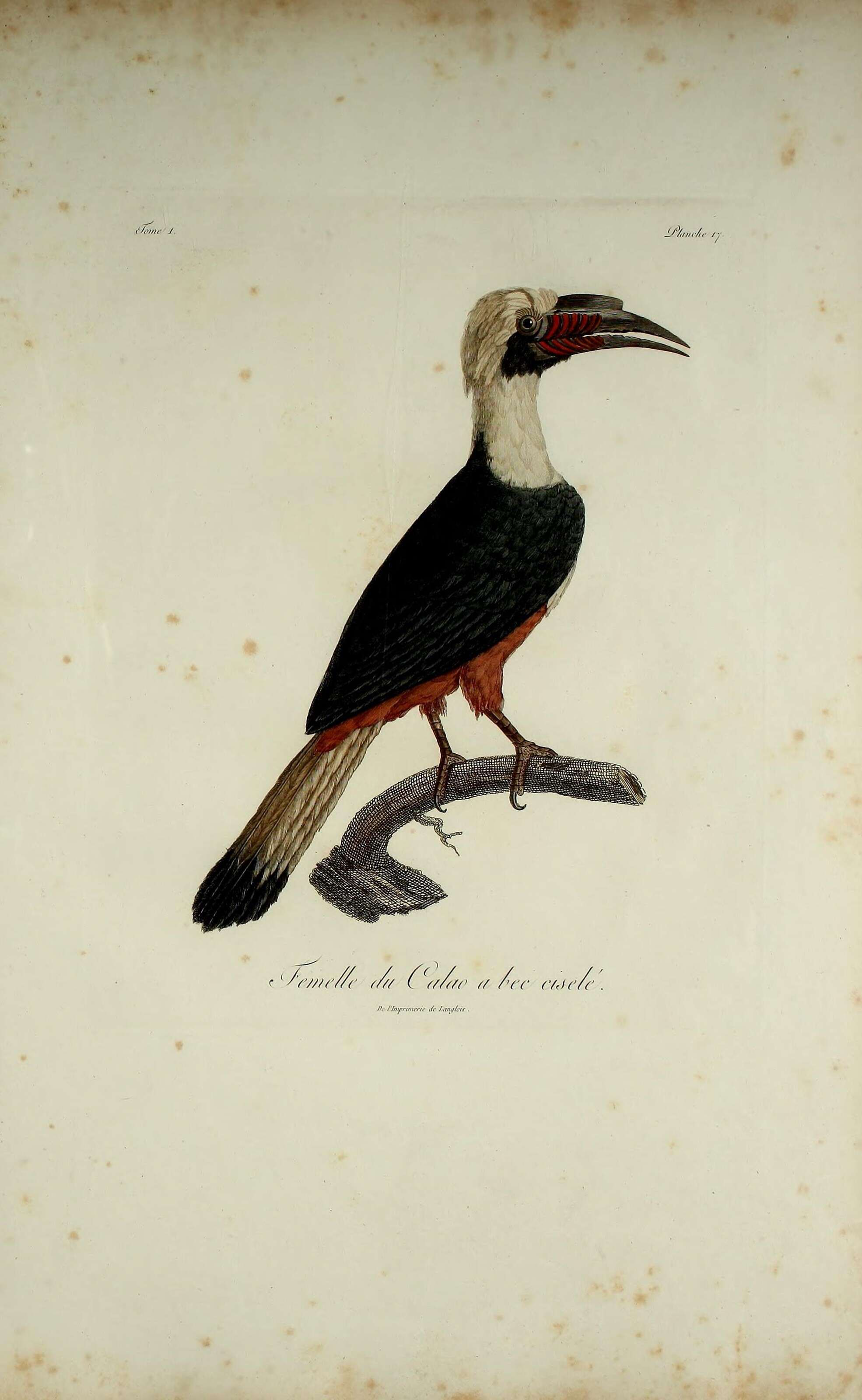 Image of Mindanao hornbill