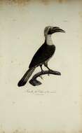 Image of Mindanao hornbill