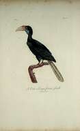 Image of Wreathed Hornbill