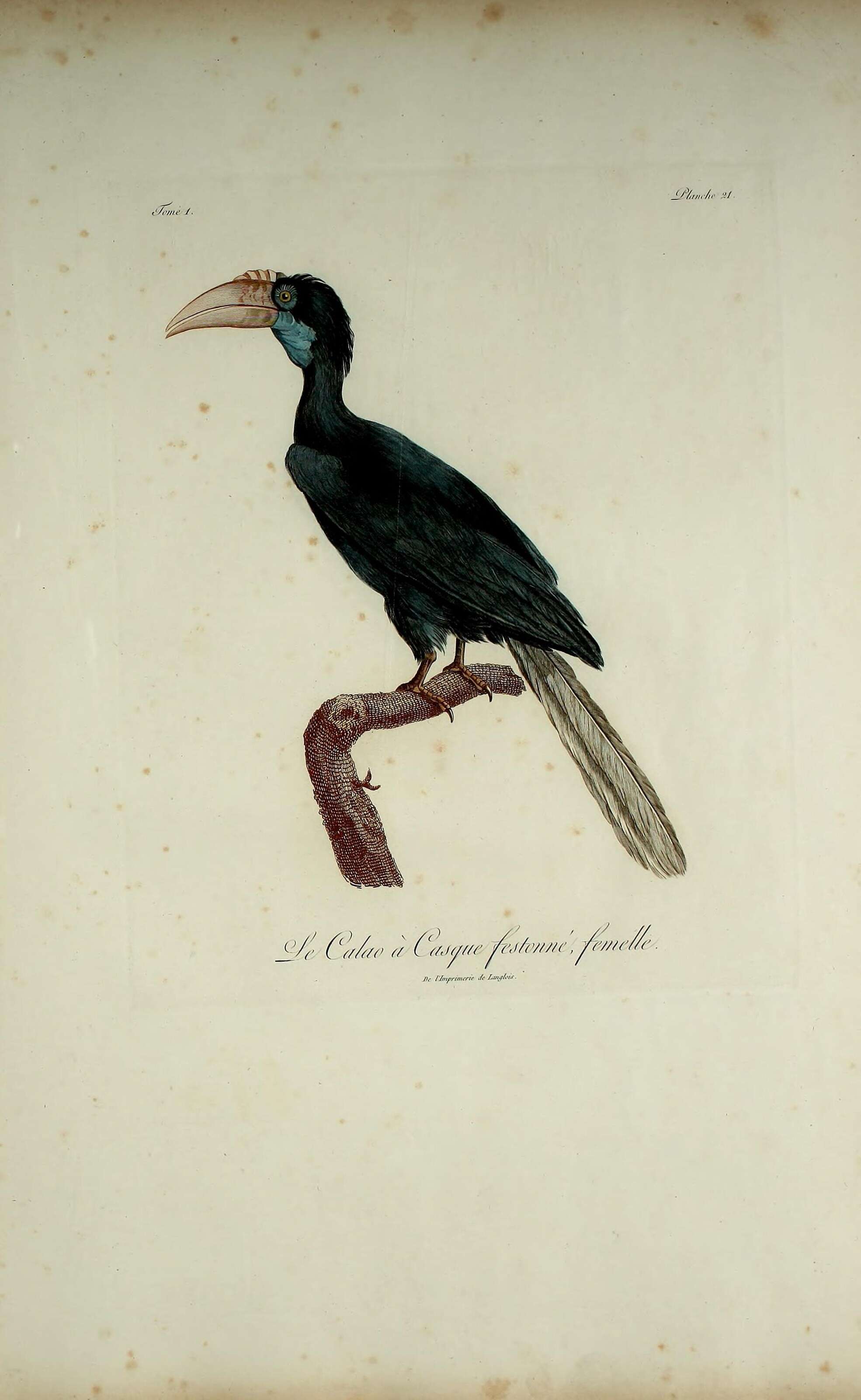 Image of Wreathed Hornbill