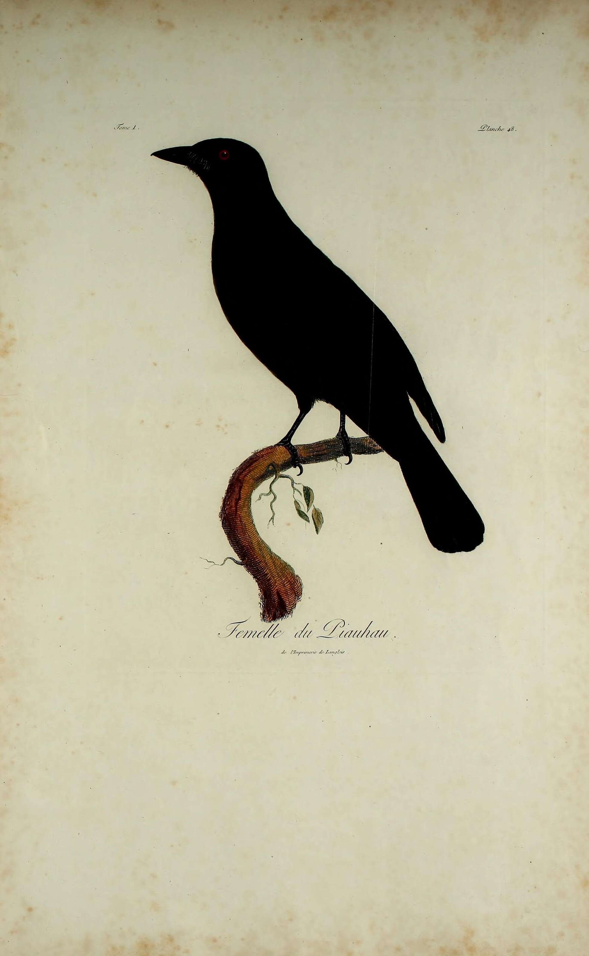 Image of Querula Vieillot 1816