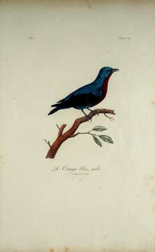 Image of Purple-breasted Cotinga