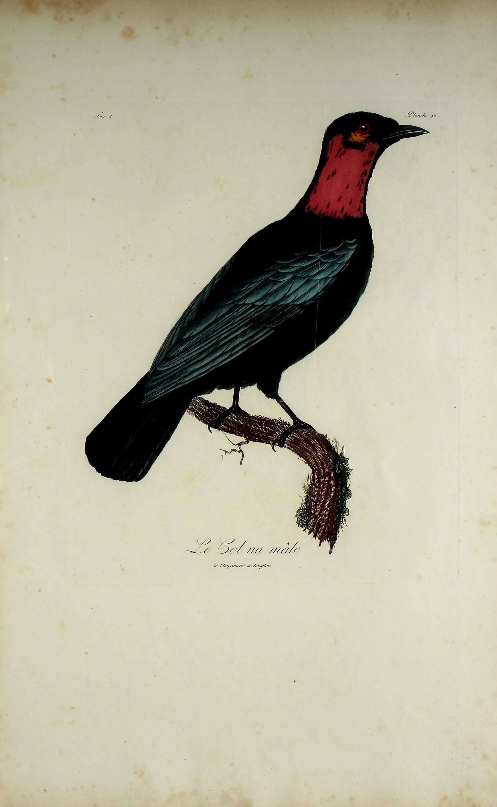 Image of Gymnoderus Geoffroy Saint-Hilaire & É 1809