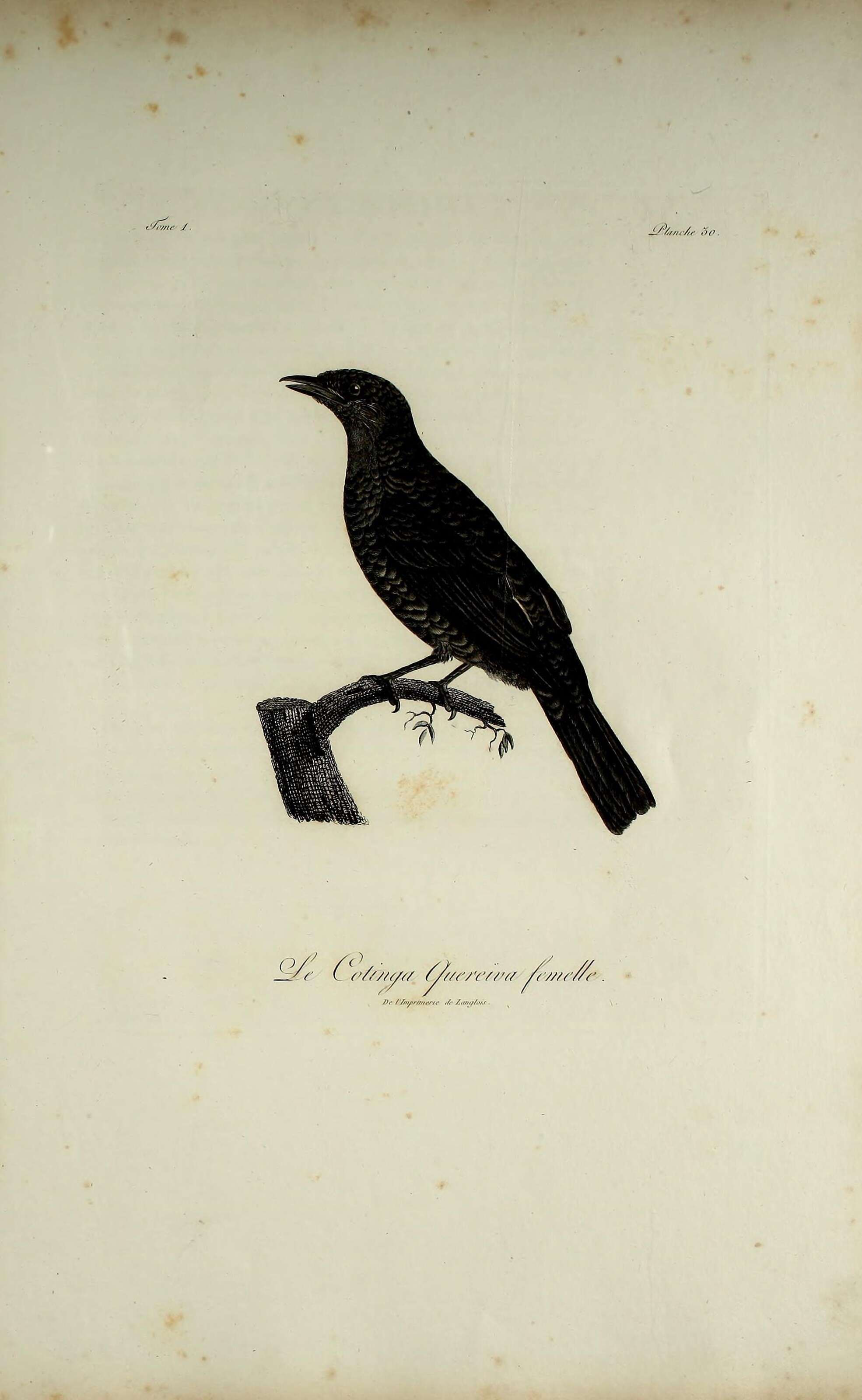 Image of Plum-throated Cotinga