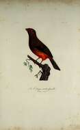 صورة Phoenicircus Swainson 1832