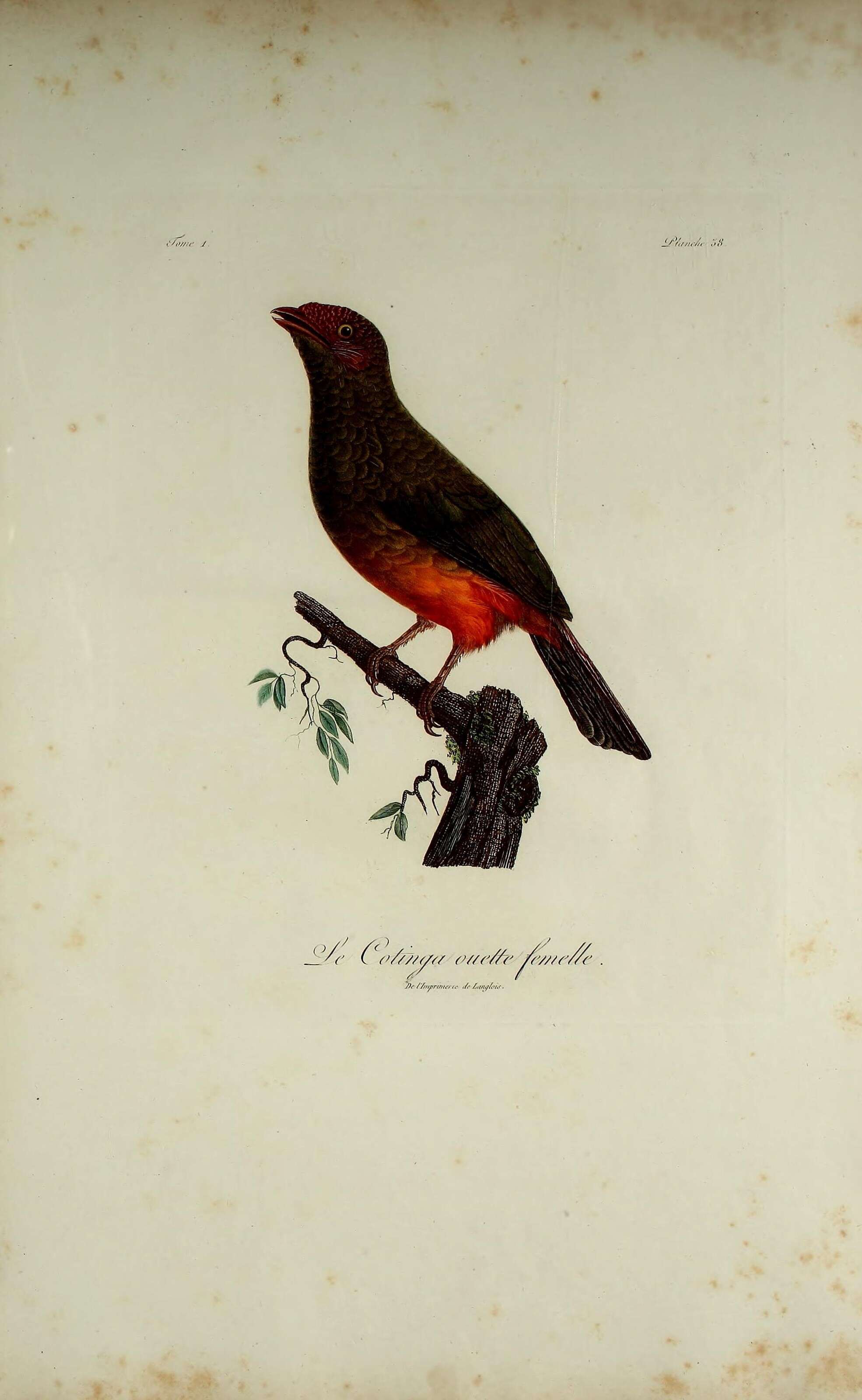 Image of Phoenicircus Swainson 1832