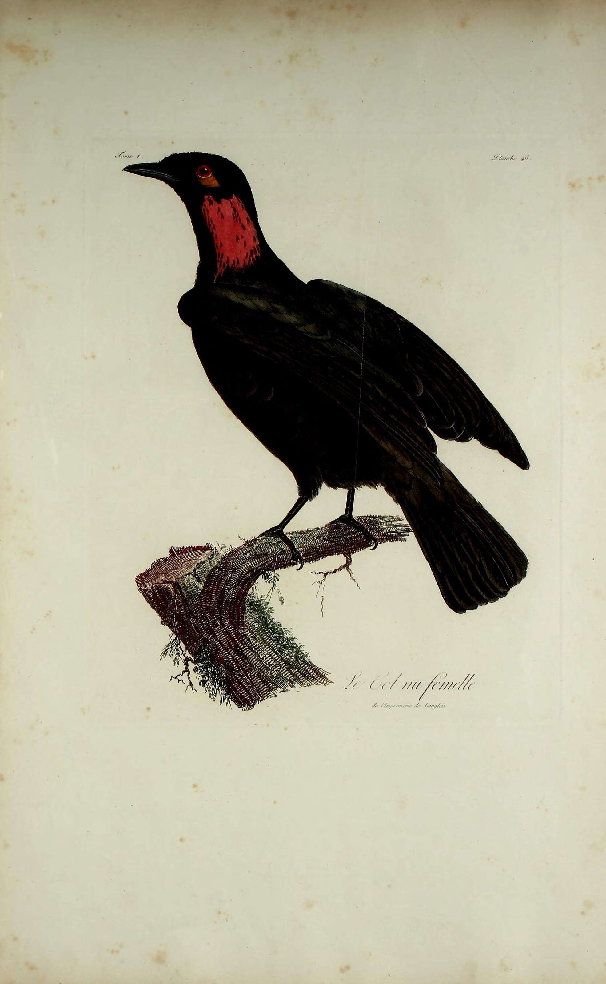 Image of Gymnoderus Geoffroy Saint-Hilaire & É 1809
