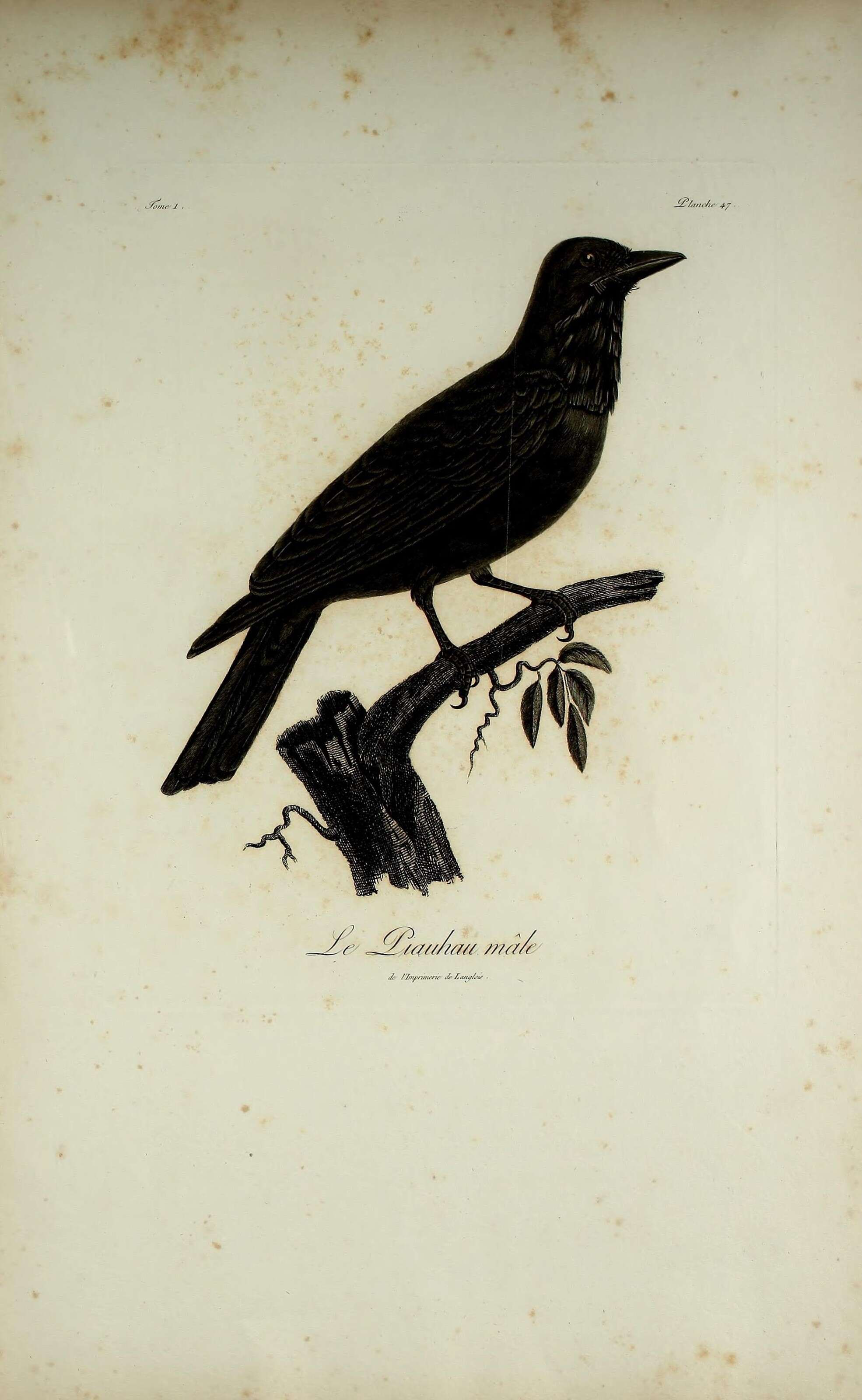 Image of Querula Vieillot 1816