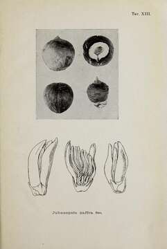 Image de Jubaeopsis caffra Becc.