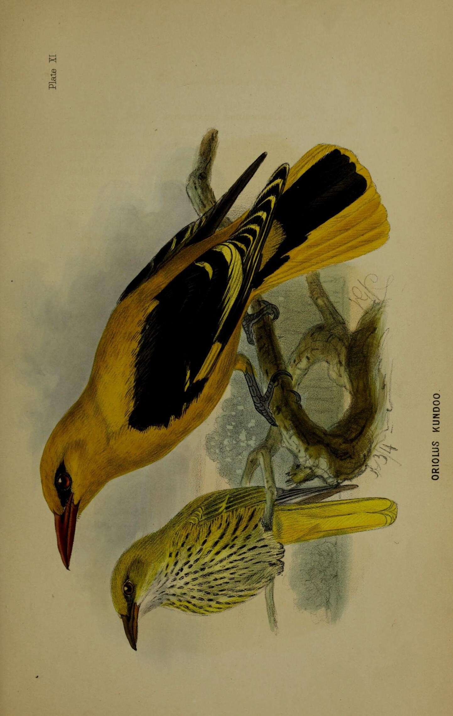 Image of Indian Golden Oriole