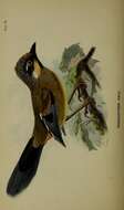 Image of <i>Trochalopteron simile</i> Hume 1871
