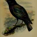 Image of <i>Sturnus nitens</i> Hume 1871