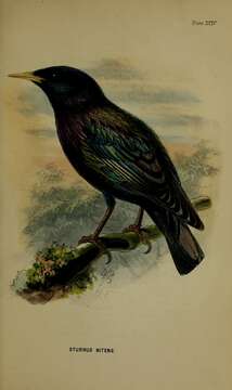 Image of <i>Sturnus nitens</i> Hume 1871