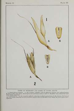 Image of Common Oat