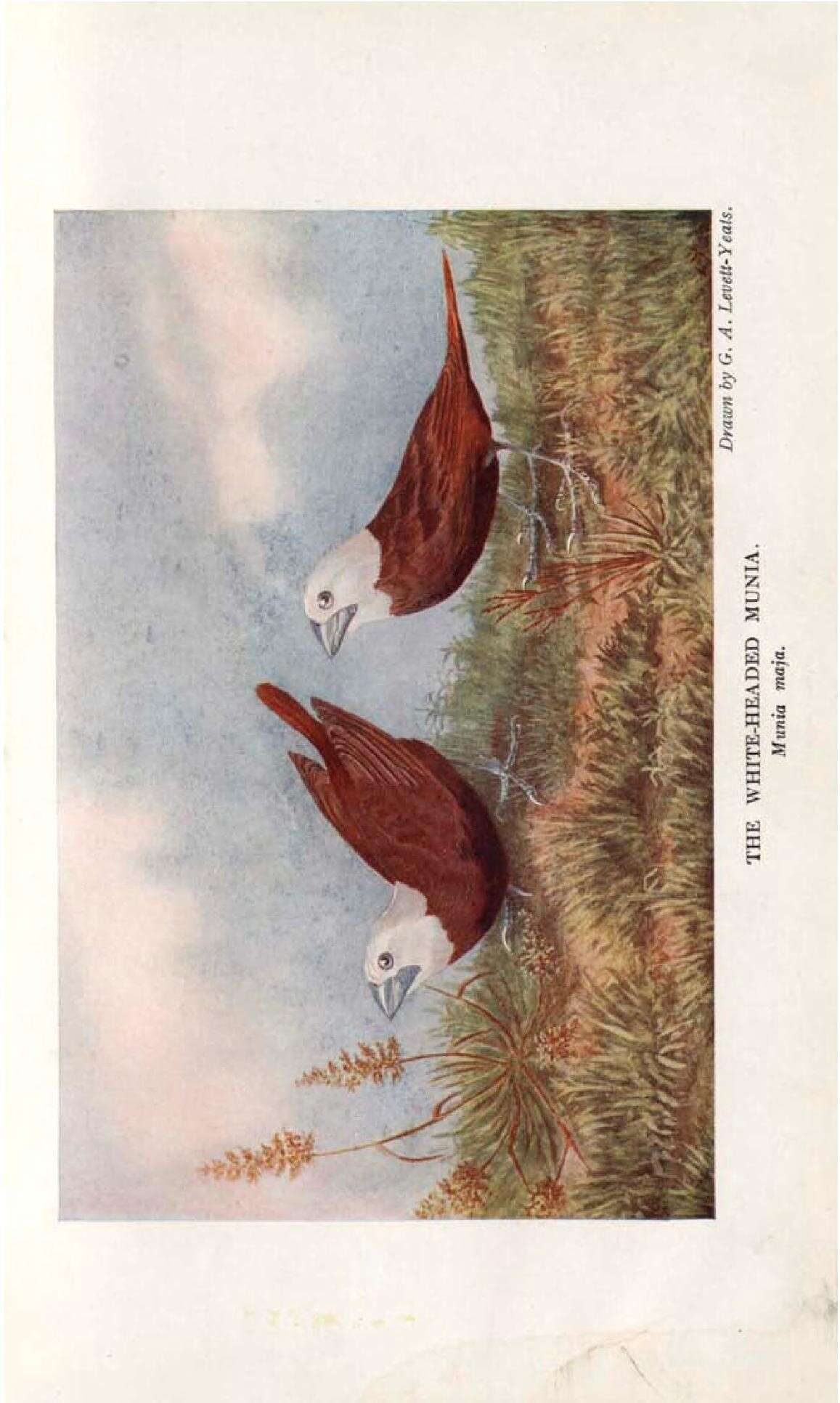 Image of White-headed Munia