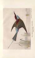 Image of Blue-throated Bee-eater