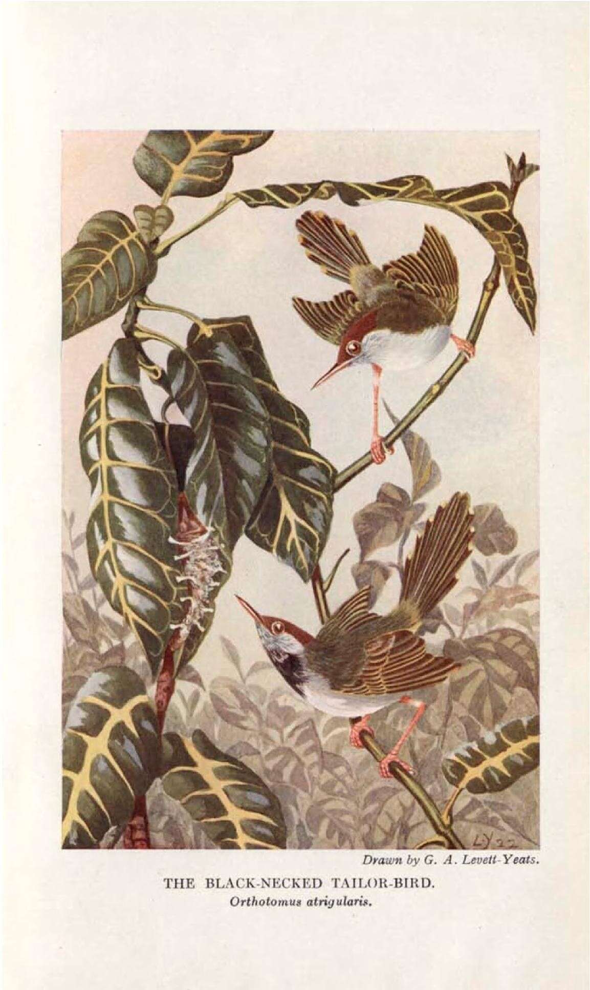 Слика од Orthotomus atrogularis Temminck 1836