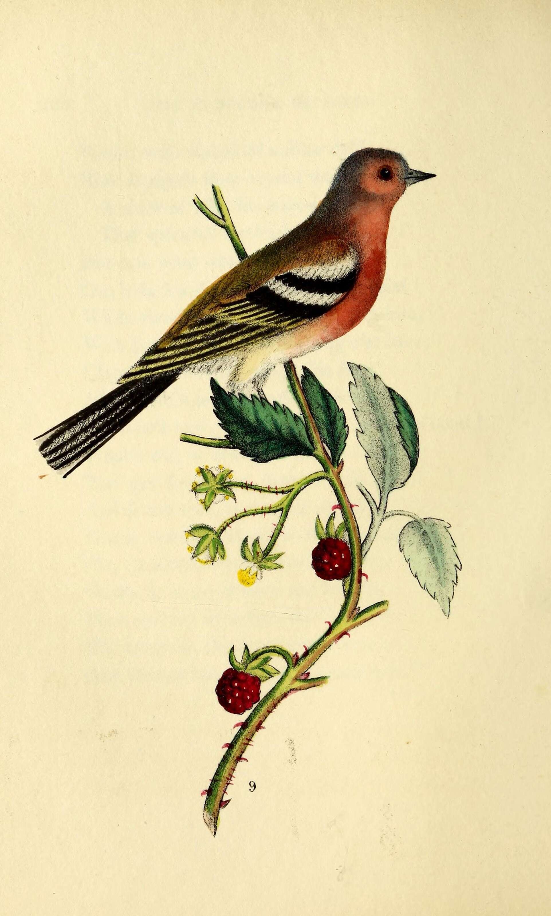 Image of Fringilla Linnaeus 1758