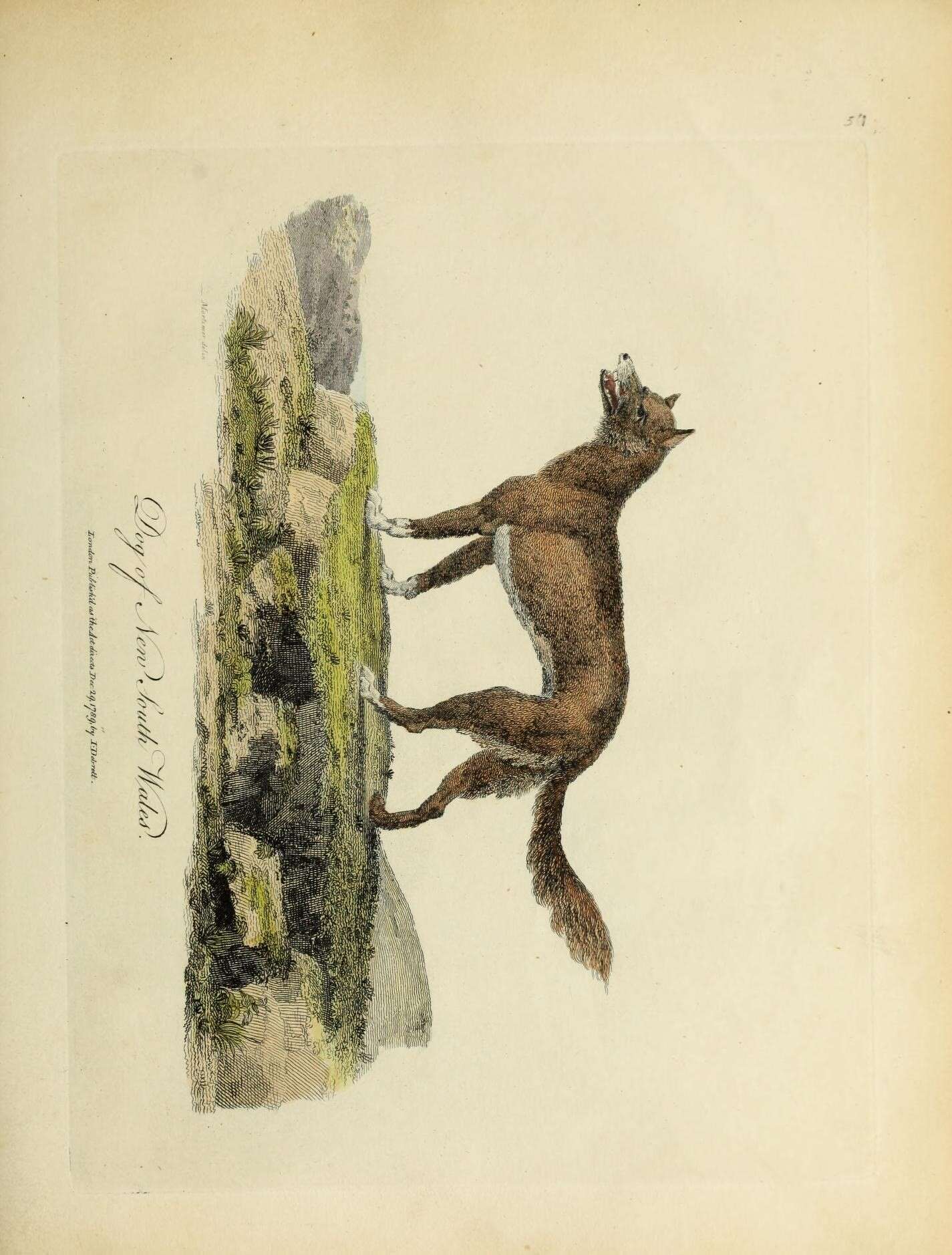 Sivun Canis lupus dingo Meyer 1793 kuva