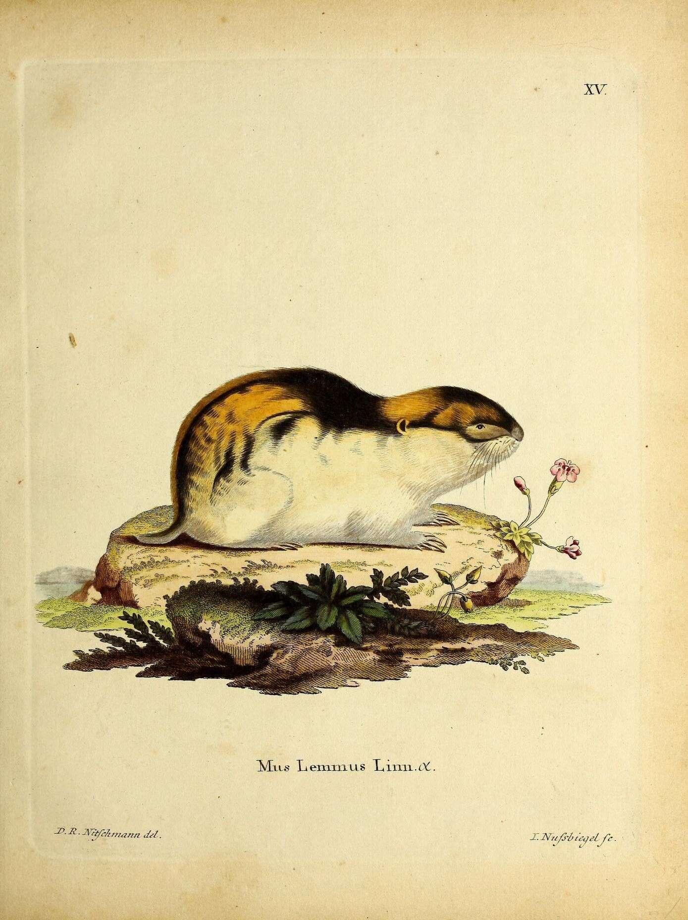Image of Mus lemmus