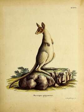 Image of kangaroo