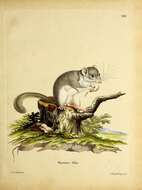 Image de Glis Brisson 1762