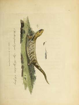 Imagem de Tiliqua scincoides (White 1790)