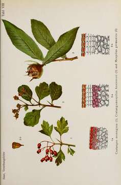 Image of Common Hawthorn