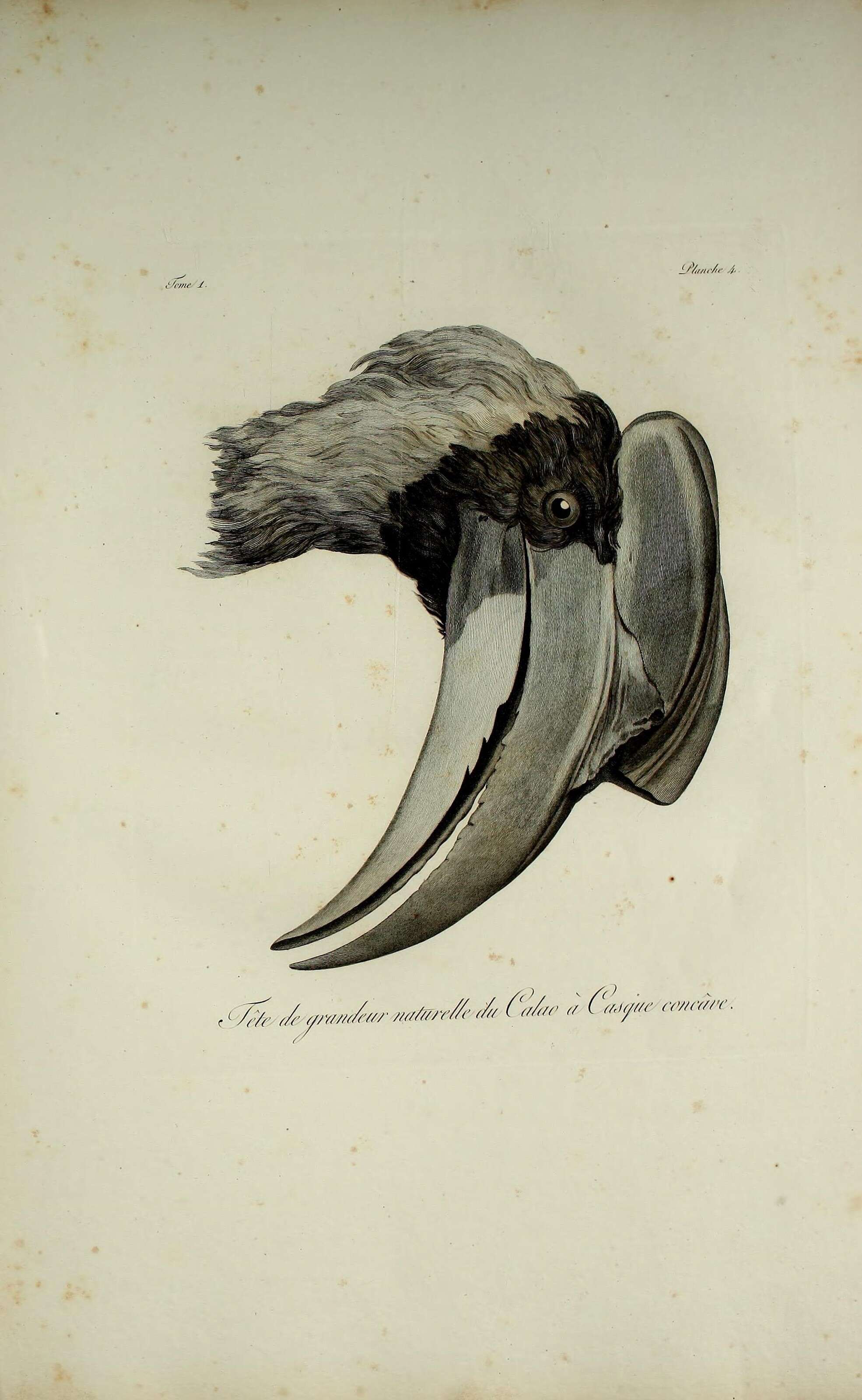 Image of Rhinoplax Gloger 1841