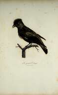 صورة Phoenicircus Swainson 1832