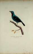 Image of Plum-throated Cotinga