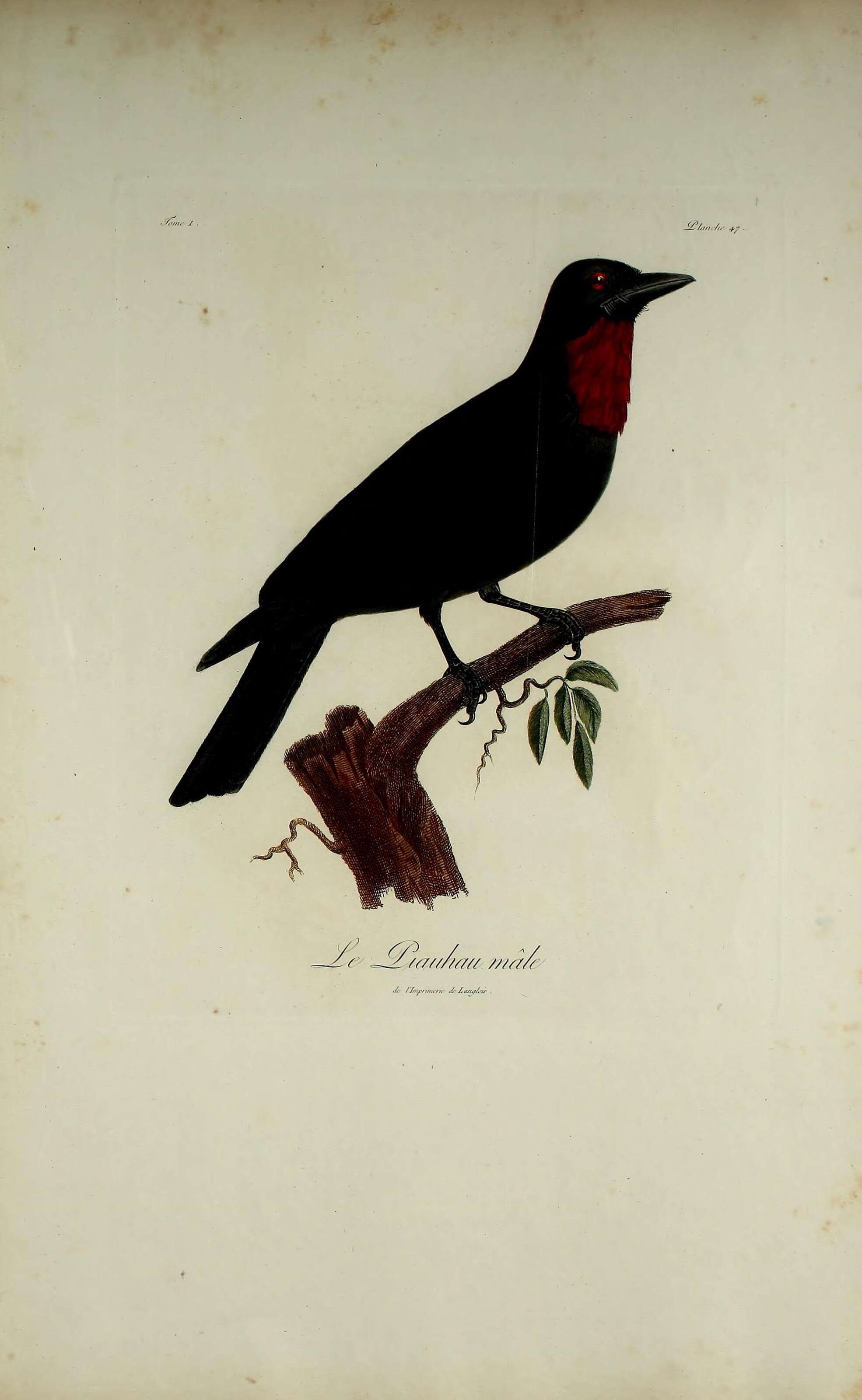 Image of Querula Vieillot 1816