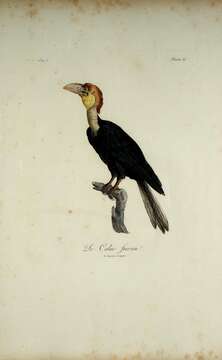 Image of Plain-pouched Hornbill