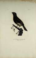 صورة Phoenicircus Swainson 1832