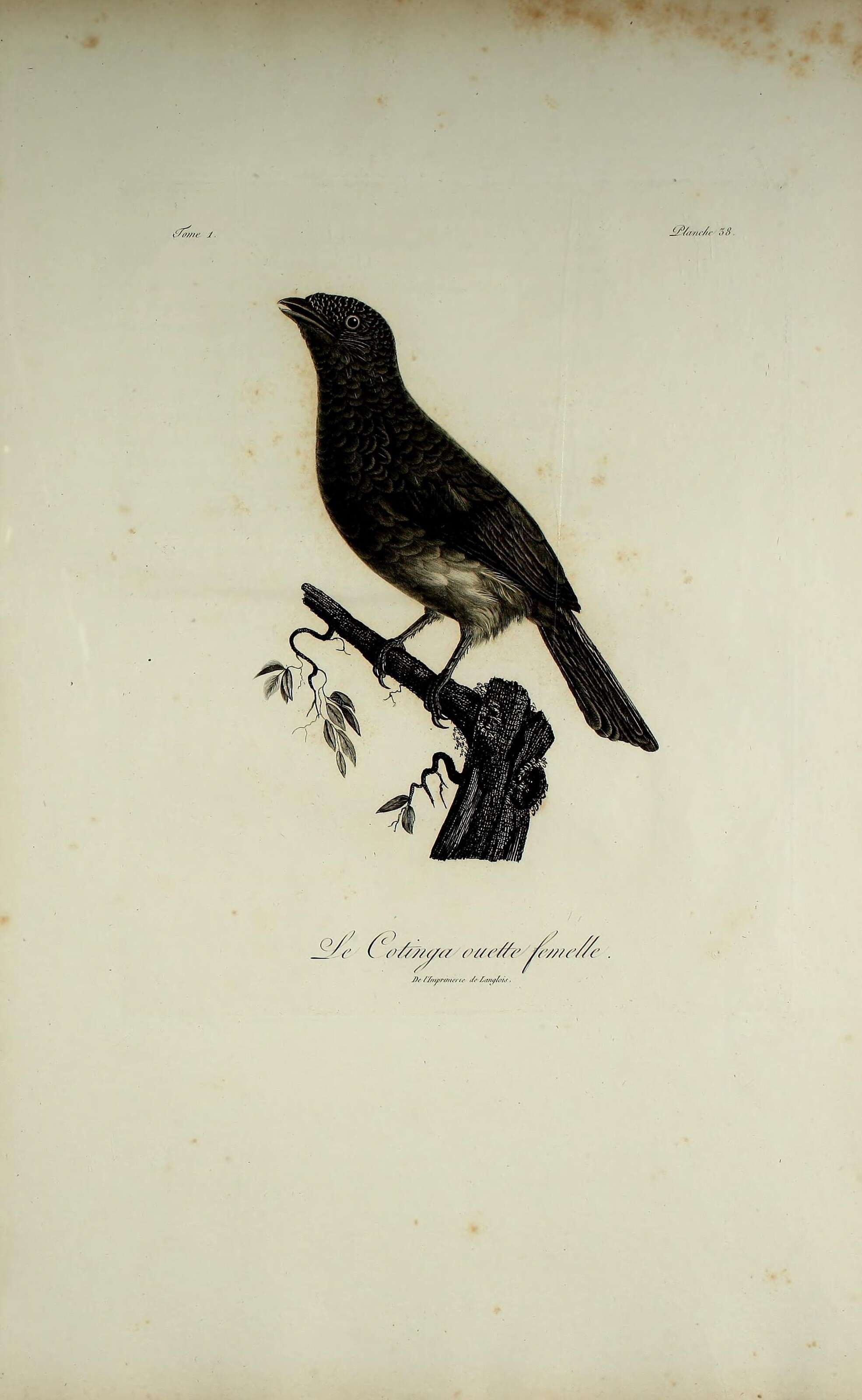 Image of Phoenicircus Swainson 1832