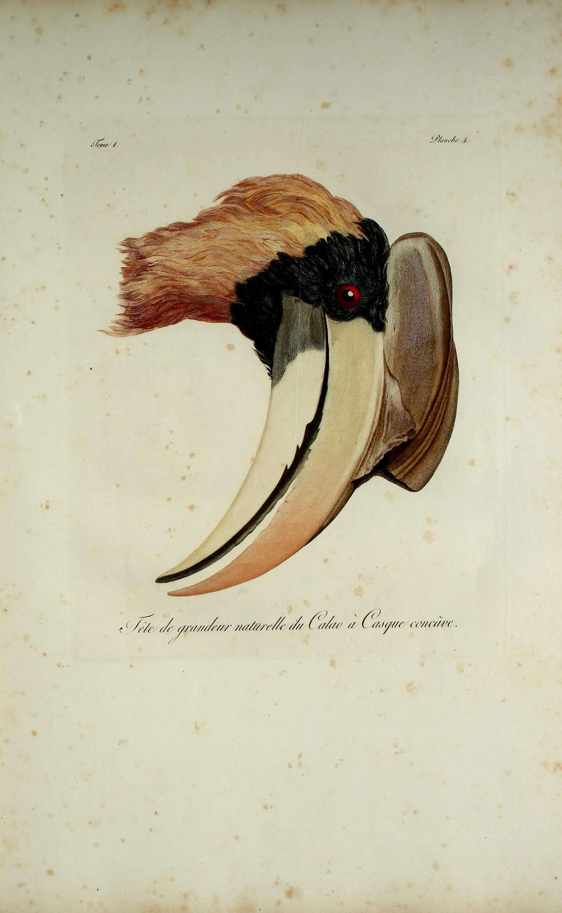 Image of Rhinoplax Gloger 1841