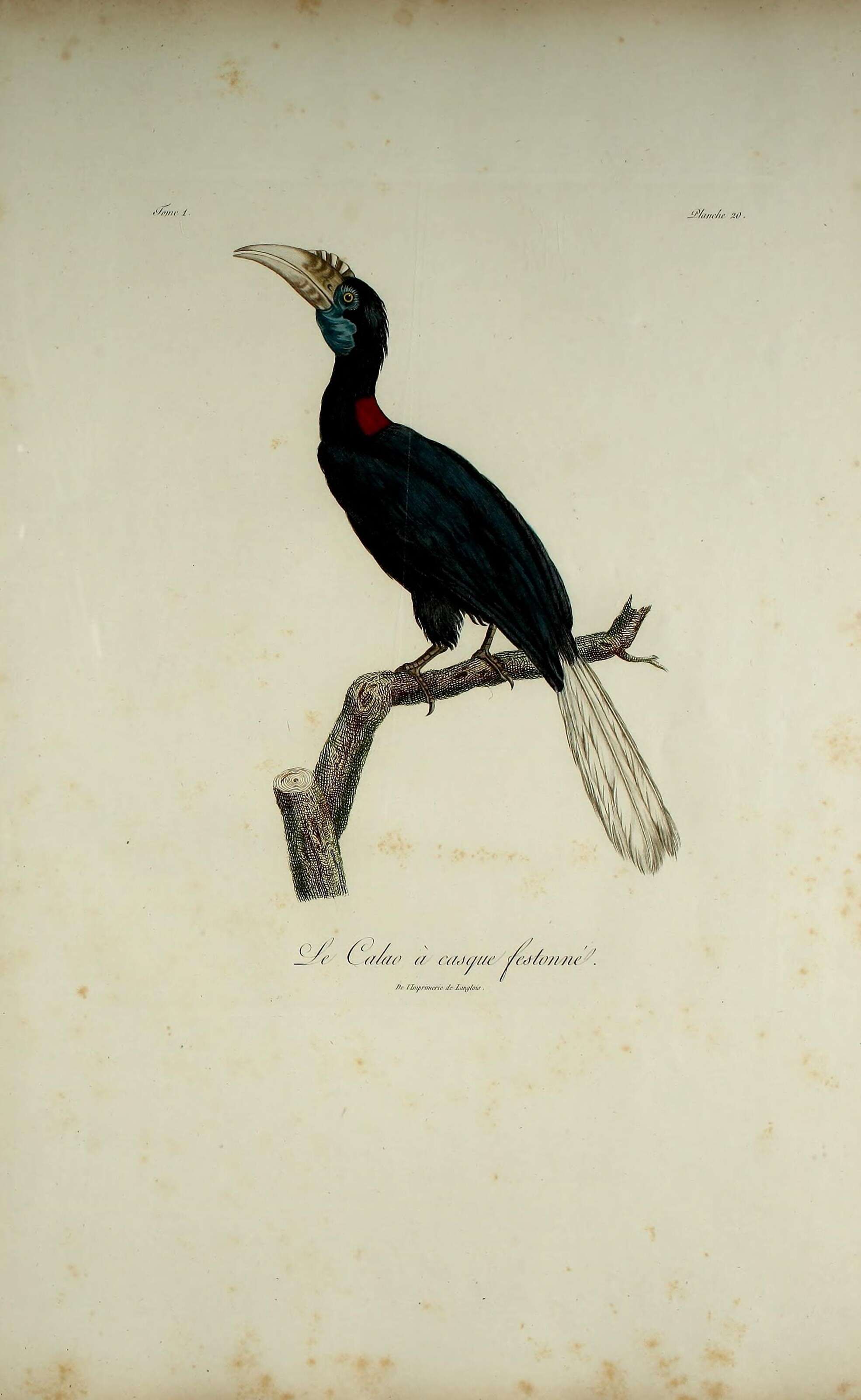 Rhyticeros undulatus (Shaw 1812) resmi