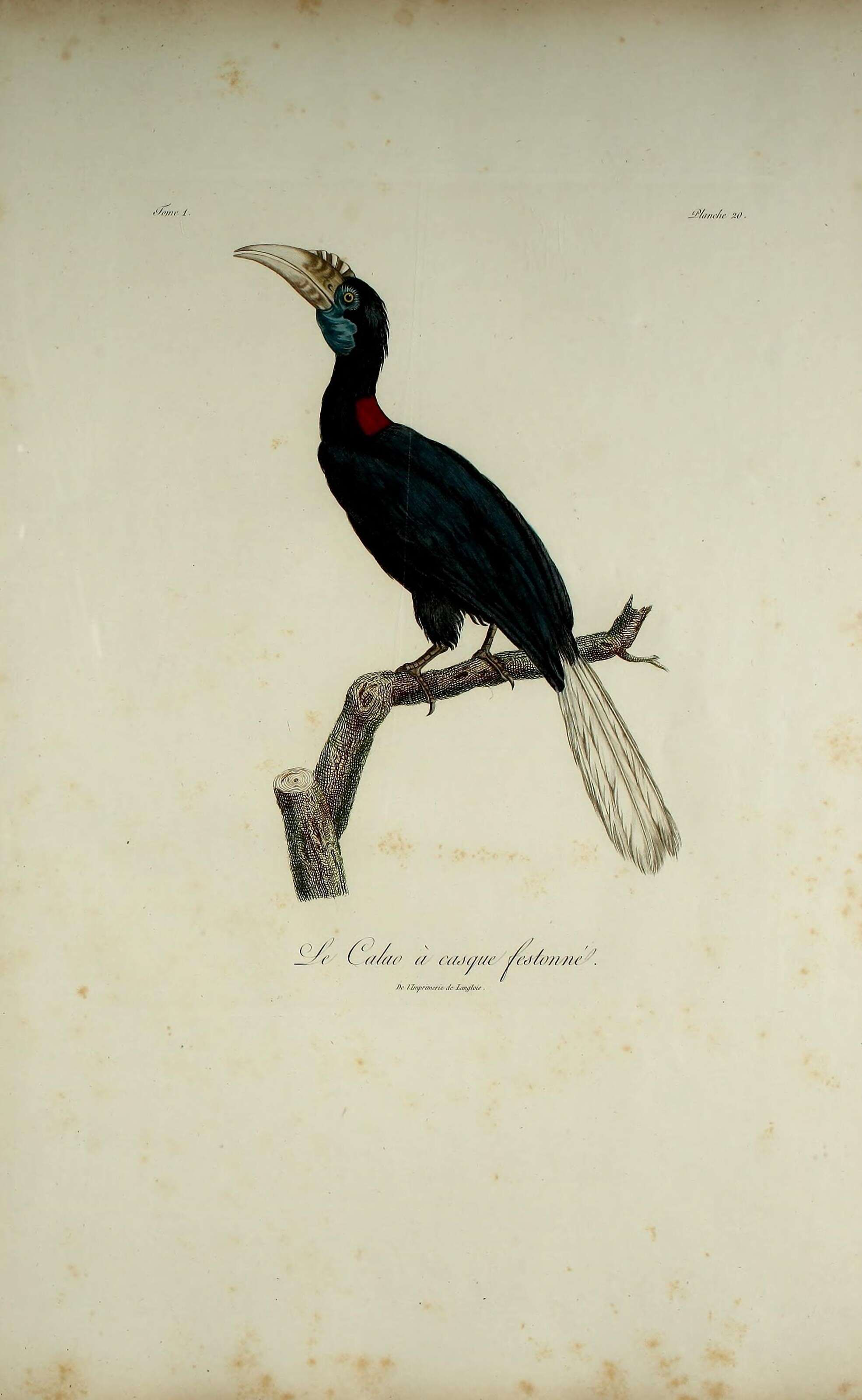 Plancia ëd Rhyticeros undulatus (Shaw 1812)