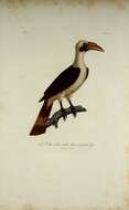 Image of Mindanao hornbill