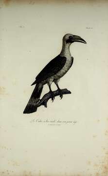 Image of Mindanao hornbill