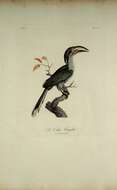 Image of Ceylon Grey-Hornbill