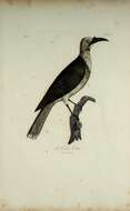 صورة Philemon corniculatus (Latham 1790)